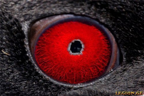 legion.ge_12795f2c56624f8eb.jpeg