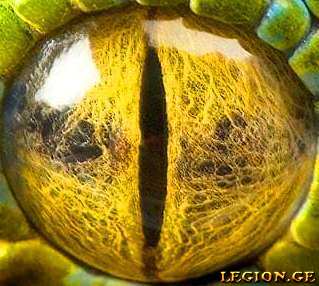 legion.ge_85f37f99948b24.jpg